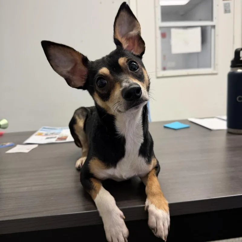 An adult small-sized male Black Chihuahua dog named Atlas for adoption in Enfield, NH