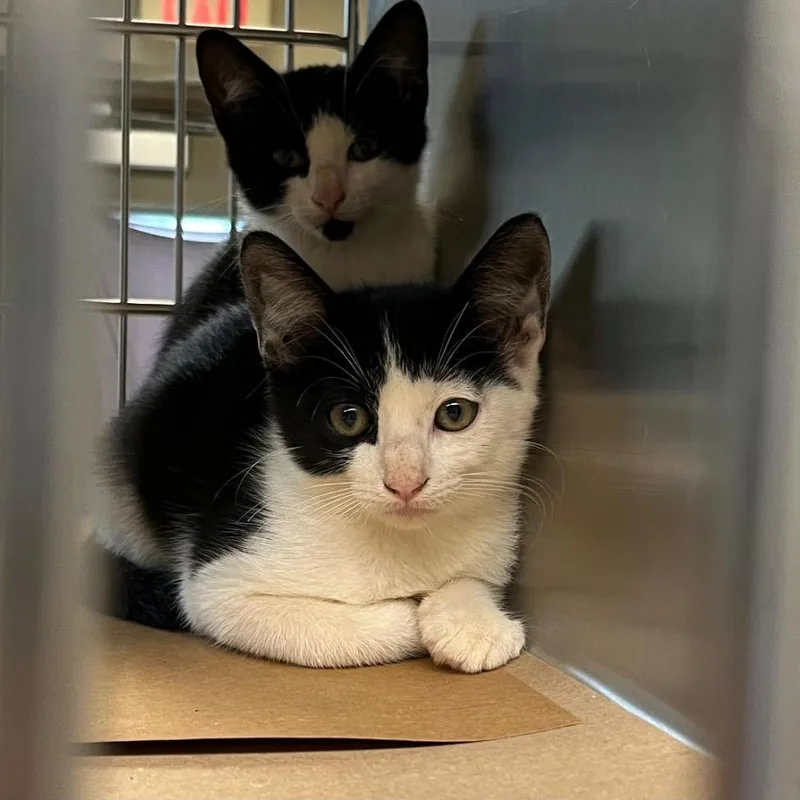 A baby small-sized male Black Domestic Short Hair cat named John for adoption in Houston, TX