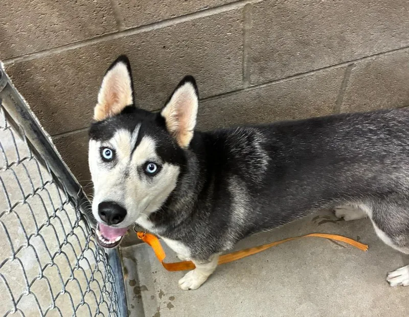 A young medium-sized male Husky dog named Bandit for adoption in Clarksville, TN