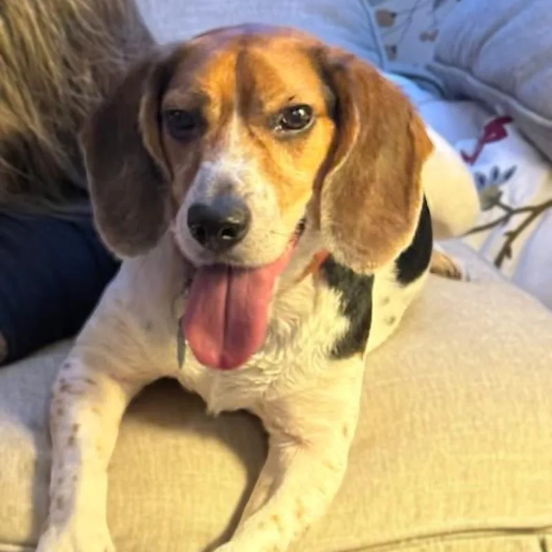 A senior medium-sized male Tricolor (Brown, Black, & White) Beagle dog named Copper for adoption in Eustis, FL