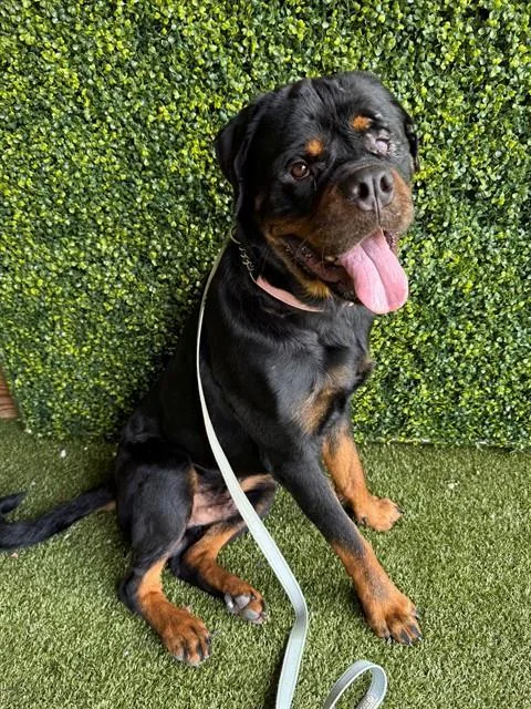 A young large-sized male Rottweiler dog named Goober for adoption in Naples, FL