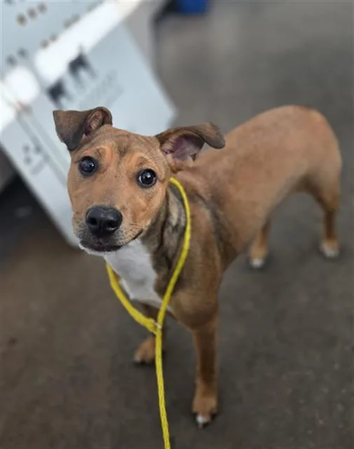 A young large-sized female Mixed Breed dog named Laura for adoption in Dallas, TX