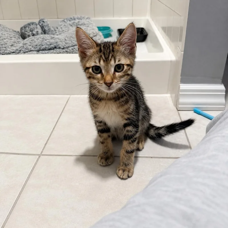 A baby medium-sized female Tabby (Brown / Chocolate) Domestic Short Hair cat named Daydream for adoption in Moriches, NY