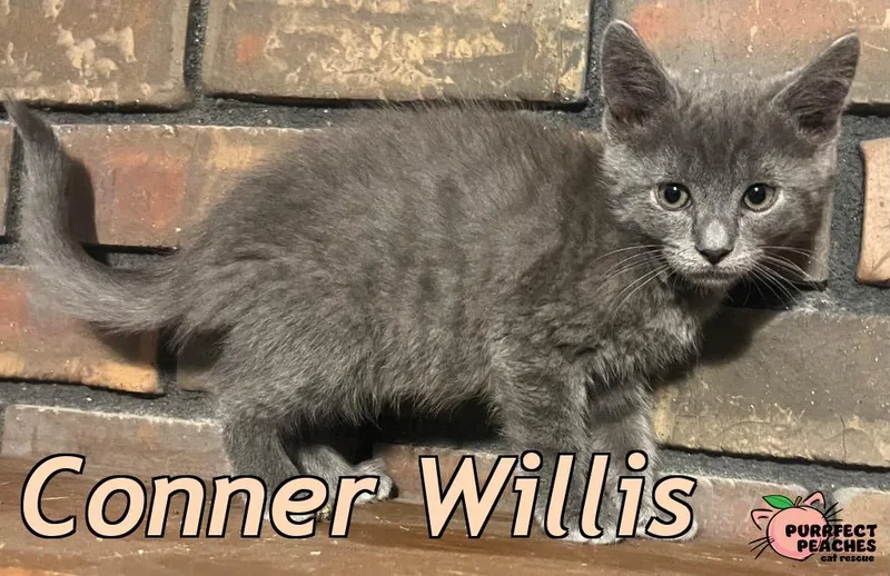 A baby medium-sized male Russian Blue cat named Conner Willis for adoption in Douglasville, GA