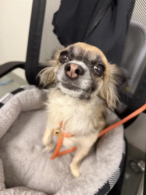 An adult small-sized female Chihuahua dog named Pattie Dior for adoption in Ontario, CA