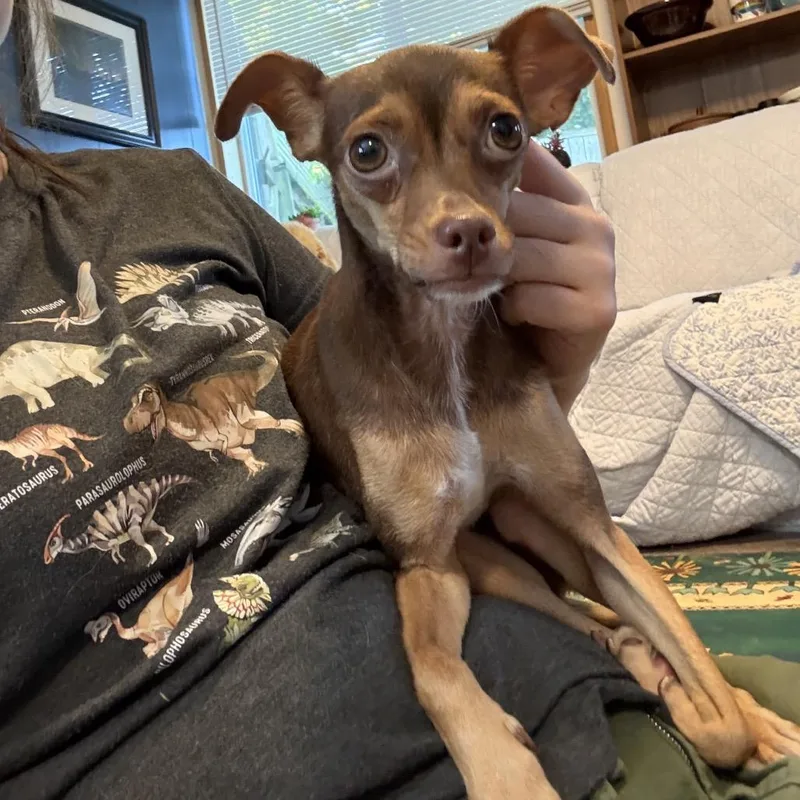An adult small-sized female Brown / Chocolate Chihuahua dog named Hazel for adoption in Bellingham, WA