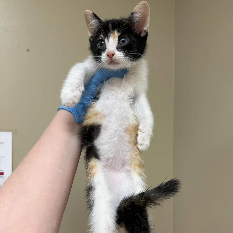 A baby small-sized female Calico Domestic Short Hair cat named Crash for adoption in Birmingham, AL