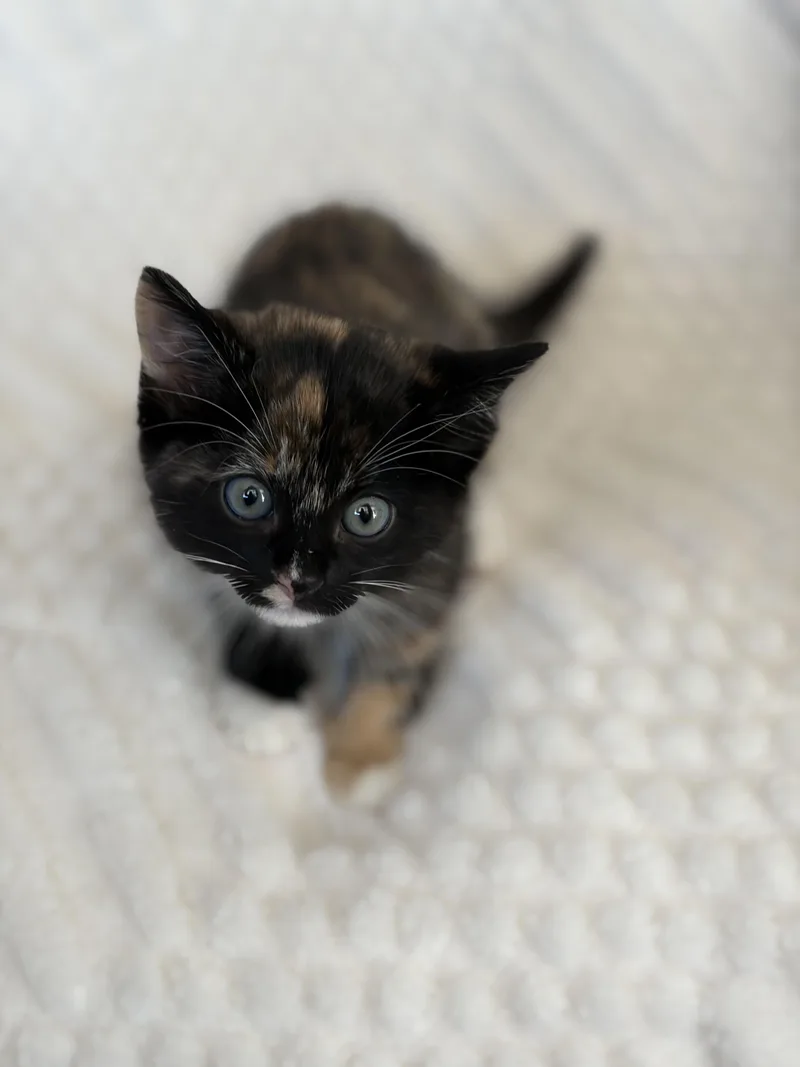 A baby medium-sized female Calico Domestic Short Hair cat named Mammal for adoption in Fruit Heights, UT