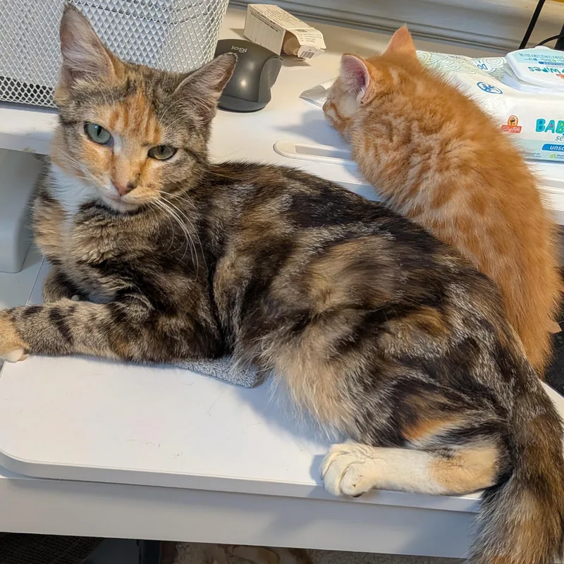 A baby large-sized male Orange / Red Domestic Short Hair cat named Mango for adoption in Bellmawr, NJ