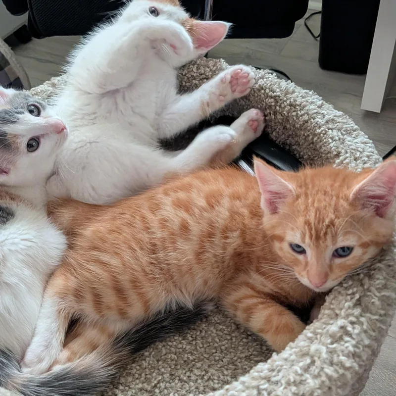 Mango thumbnail 3