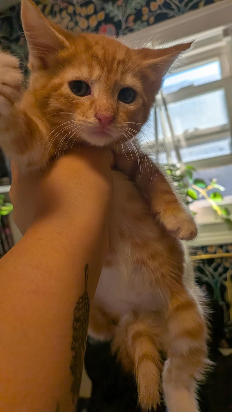 Mango thumbnail 4