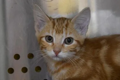 A young large-sized male Domestic Short Hair cat named Comet for adoption in Kansas City, MO