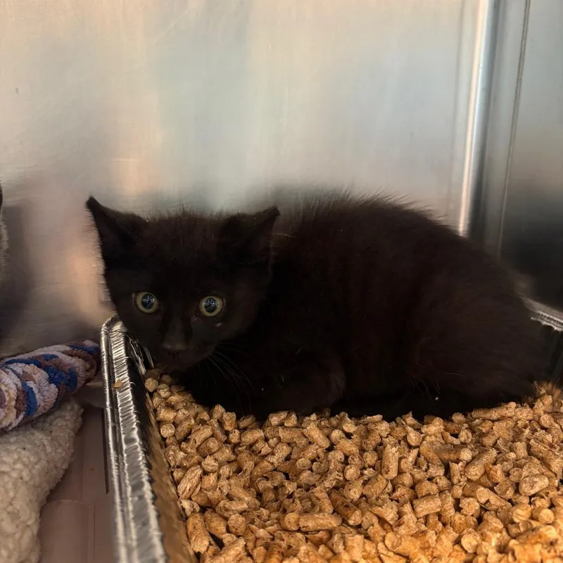 A baby small-sized male Black Domestic Short Hair cat named Grizzly for adoption in Huntington, WV