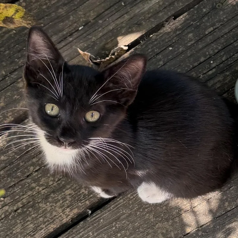 Domino
