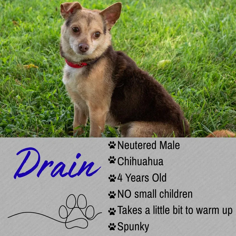 Drain