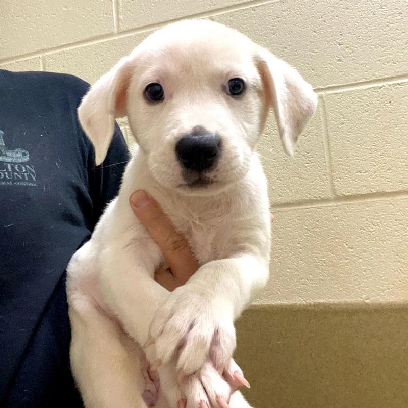 A baby large-sized female White / Cream Great Pyrenees dog named Gidget for adoption in Monroe, GA