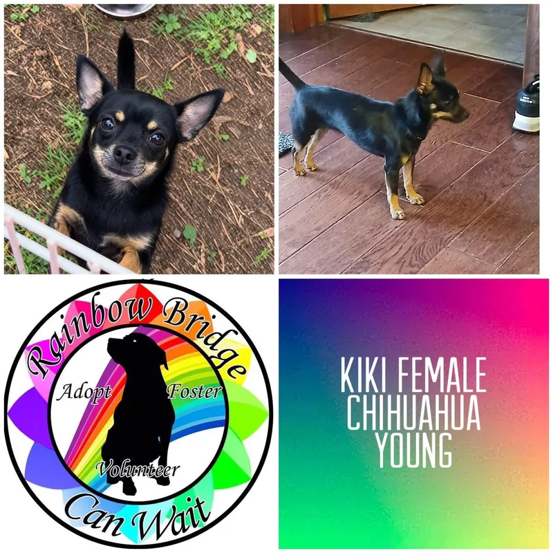 A young small-sized female Chihuahua dog named Kiki for adoption in Carnegie, OK