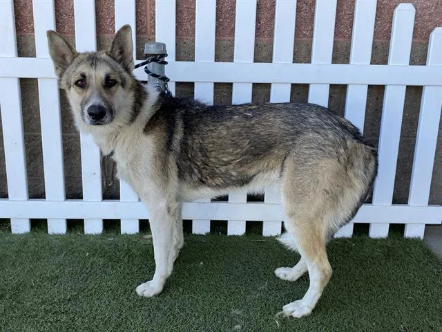 A young large-sized male German Shepherd Dog dog named Rhyan for adoption in Modesto, CA