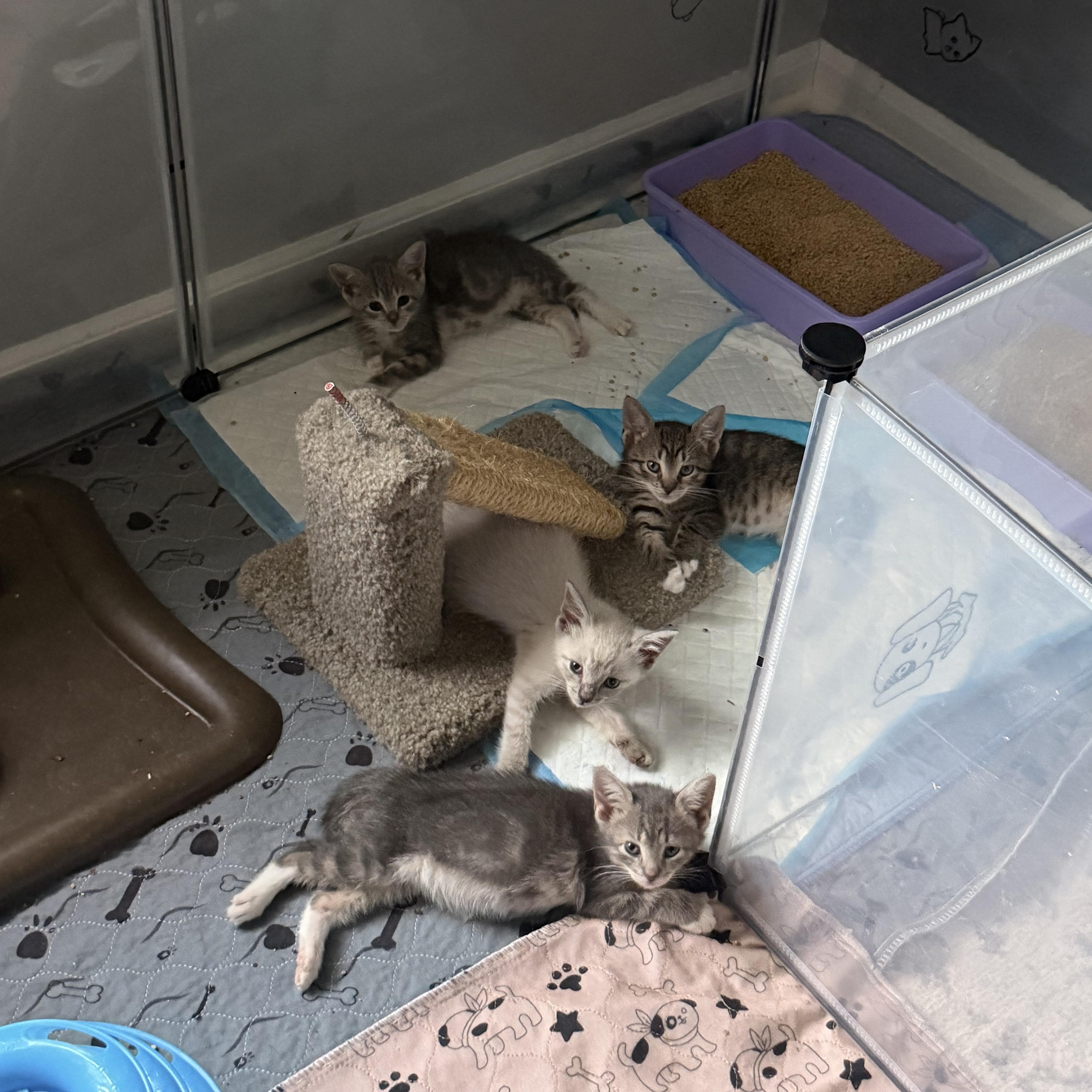 A baby small-sized female Domestic Short Hair cat named Latte for adoption in Wanaque, NJ