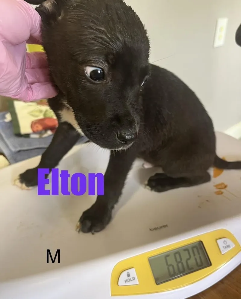 A baby medium-sized male Tricolor (Brown, Black, & White) Pit Bull Terrier dog named Elton for adoption in Irwin, PA