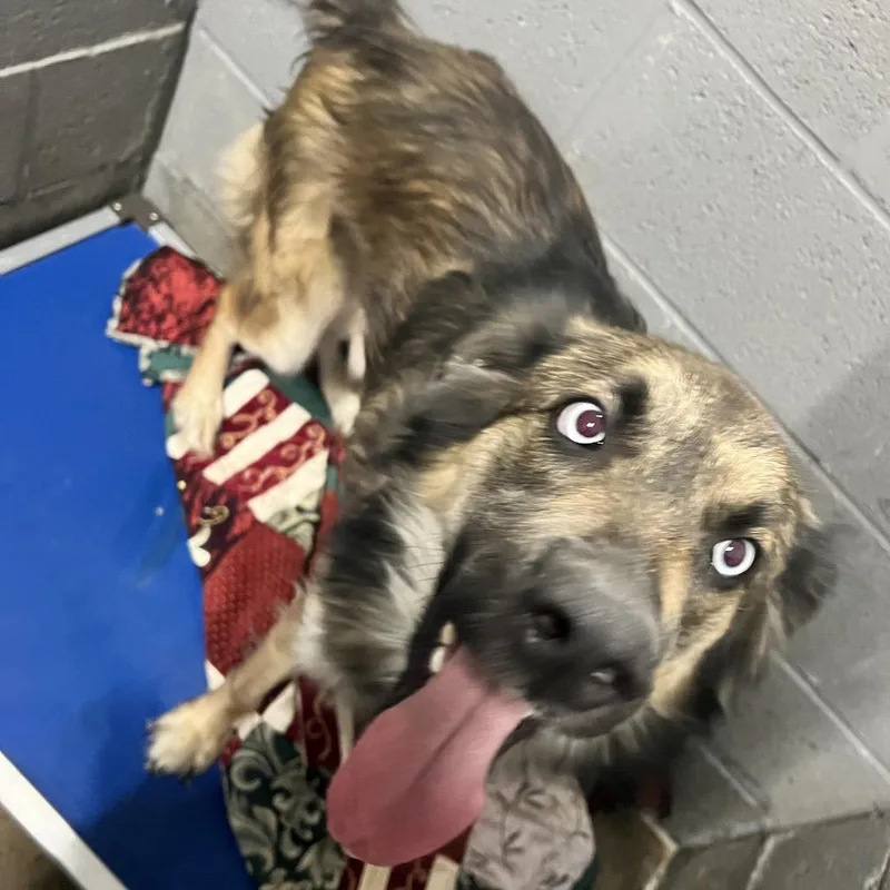 An adult large-sized male Shepherd dog named Granola for adoption in Corbin, KY