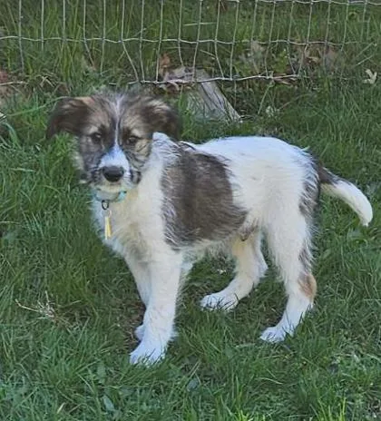 A baby medium-sized male Mixed Breed dog named Sysco for adoption in West Chester, PA