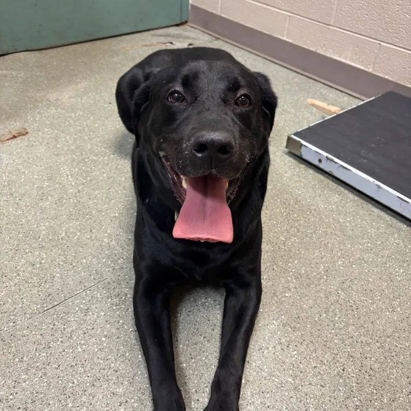 An adult large-sized female Black Labrador Retriever dog named Coco for adoption in Newark, DE