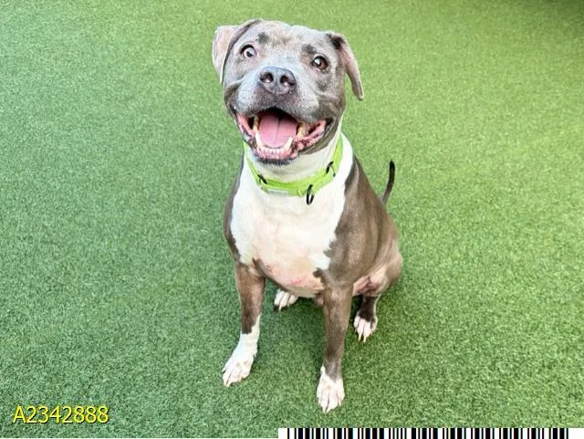 An adult large-sized male Mixed Breed dog named Quinton for adoption in West Palm Beach, FL
