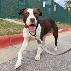 An adult medium-sized male Brown / Chocolate Labrador Retriever dog named Capri for adoption in Austin, TX