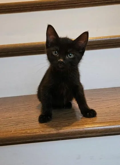 A young small-sized male Domestic Short Hair cat named A Dave Petco West for adoption in North Charleston, SC