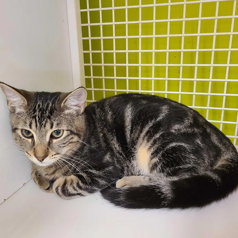 A baby small-sized male Brown / Chocolate Domestic Short Hair cat named Pepper for adoption in Tallahassee, FL