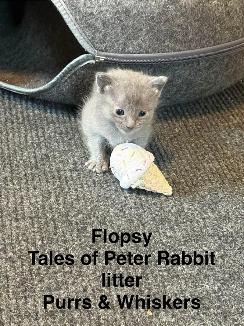 A baby medium-sized female Gray / Blue / Silver Domestic Short Hair cat named Flopsy for adoption in New Hartford, NY