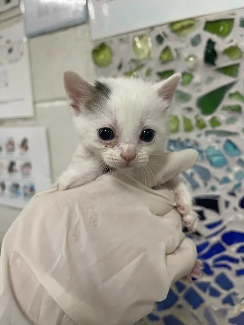 A baby small-sized female Domestic Short Hair cat named Marble for adoption in Pensacola, FL