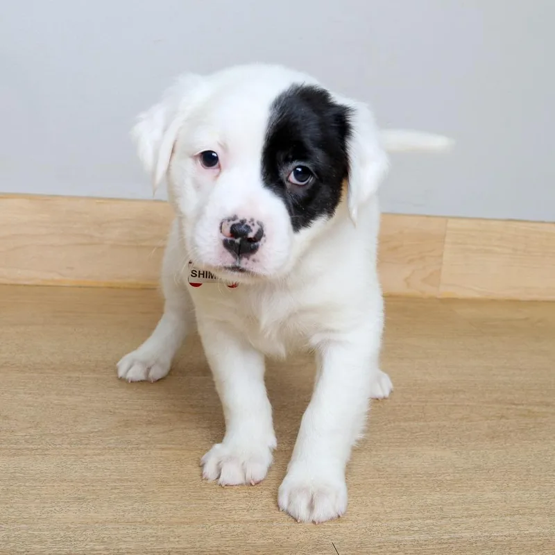 A baby small-sized female White / Cream Spaniel dog named Shimmy D for adoption in Minnetonka, MN