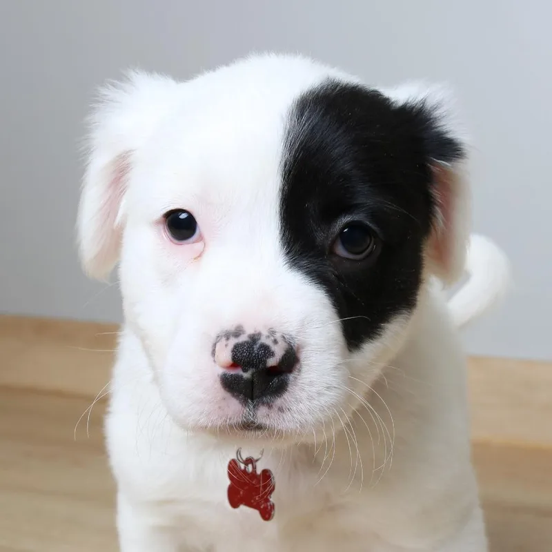 Shimmy D thumbnail 2