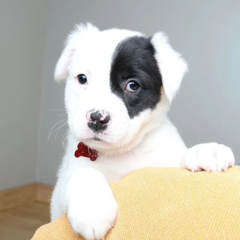 Shimmy D thumbnail 3