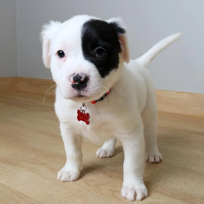 Shimmy D thumbnail 4