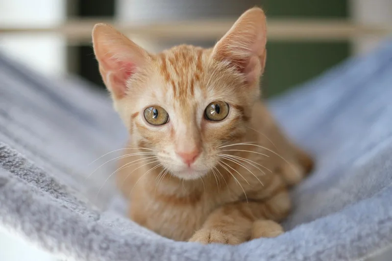 A baby small-sized male Orange / Red Domestic Short Hair cat named Vini for adoption in Boca Raton, FL