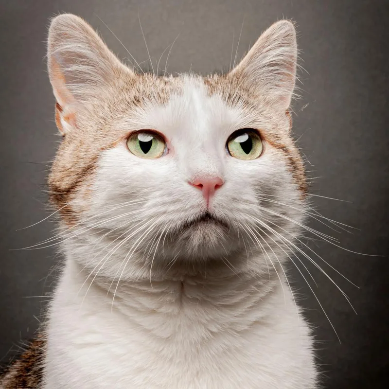 Froot Loop thumbnail 2