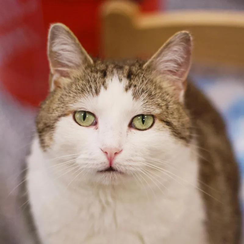 Froot Loop thumbnail 4