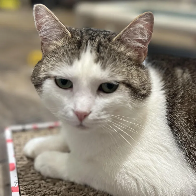 Froot Loop thumbnail 5