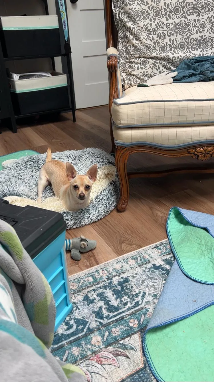 Pixie