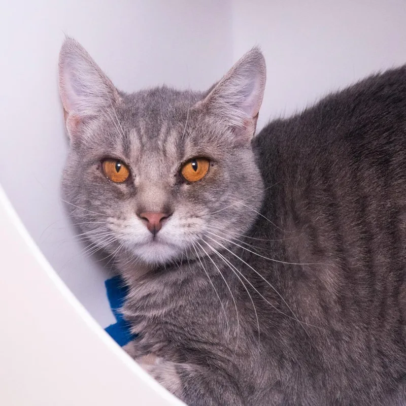 A baby medium-sized female Domestic Short Hair cat named Brisk for adoption in Shoreline, WA