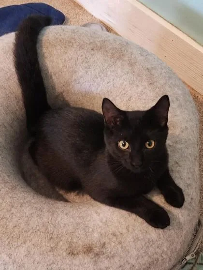 A baby medium-sized male Black Domestic Short Hair cat named Galaxy for adoption in Fairfield, IA
