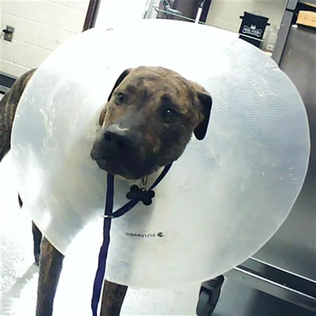 An adult large-sized male Cane Corso dog named Bear for adoption in Fayetteville, NC