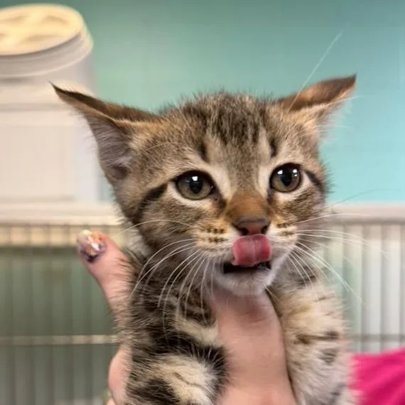 A baby small-sized male Domestic Short Hair cat named Pumpkin Pie for adoption in Gadsden, AL