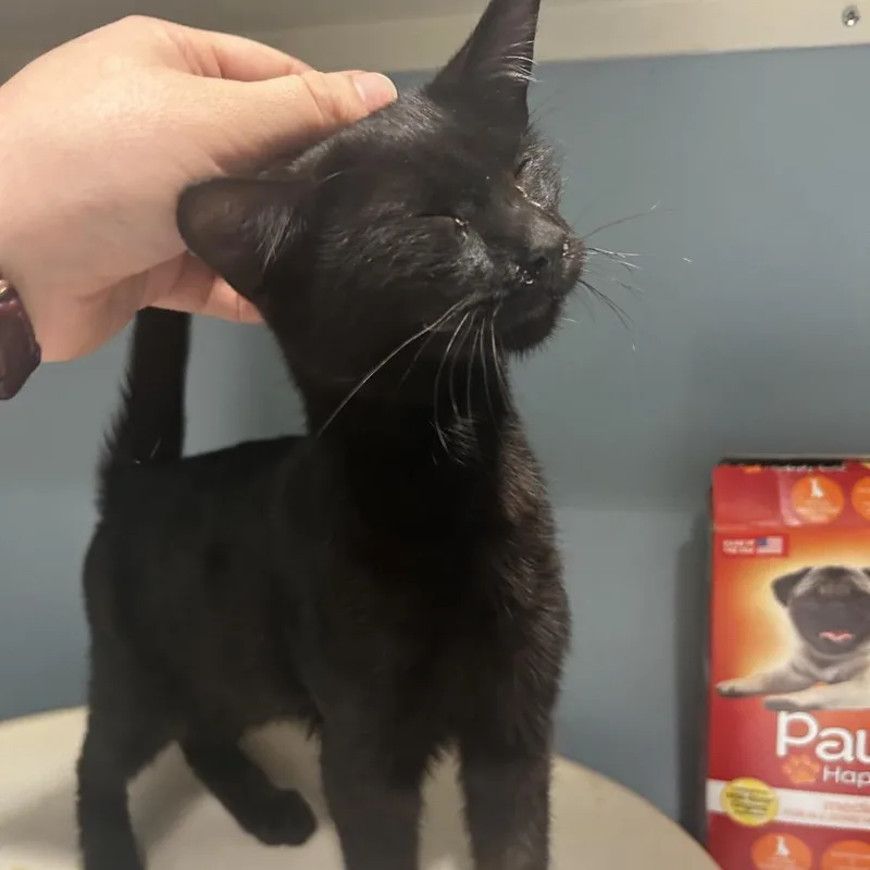 A baby small-sized male Black Domestic Short Hair cat named Ukelele for adoption in Chattanooga, TN