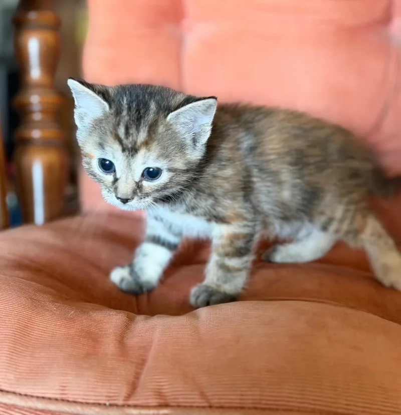 A baby medium-sized female Domestic Short Hair cat named Ivy for adoption in Columbia, IL