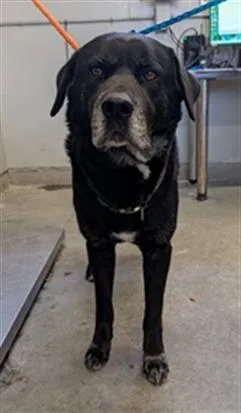 An adult large-sized male Labrador Retriever dog named A for adoption in Camarillo, CA