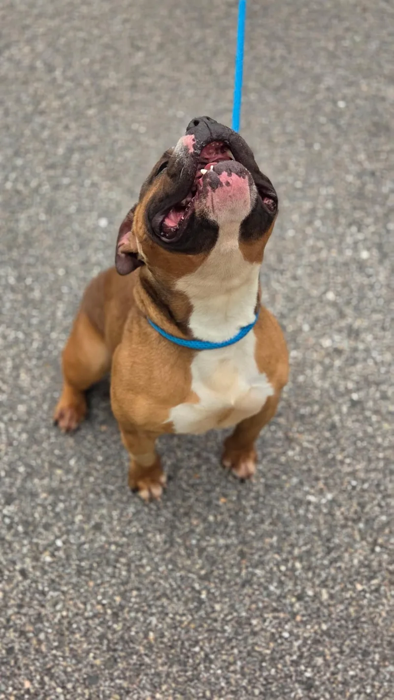 An adult medium-sized female American Bully dog named Winnie for adoption in Bloomfield, CT